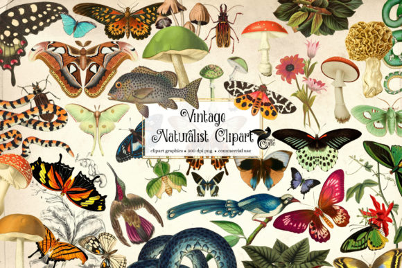Download Vintage Naturalist Clipart - Vintage Collection