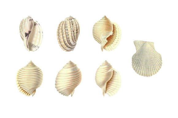 Download White Shells Vintage Clipart Pack - Vintage clipart Collection