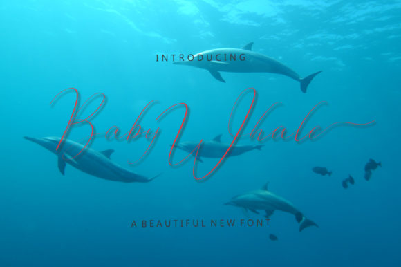 Download Baby Whale - Baby whale Collection