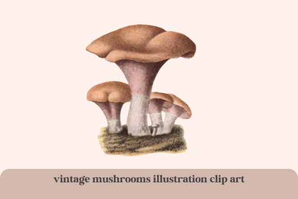 Download Vintage Clip Art Mushrooms Illustration - Vintage Collection